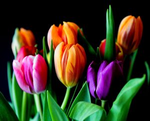 Kolorowe tulipany na czarnym t;le