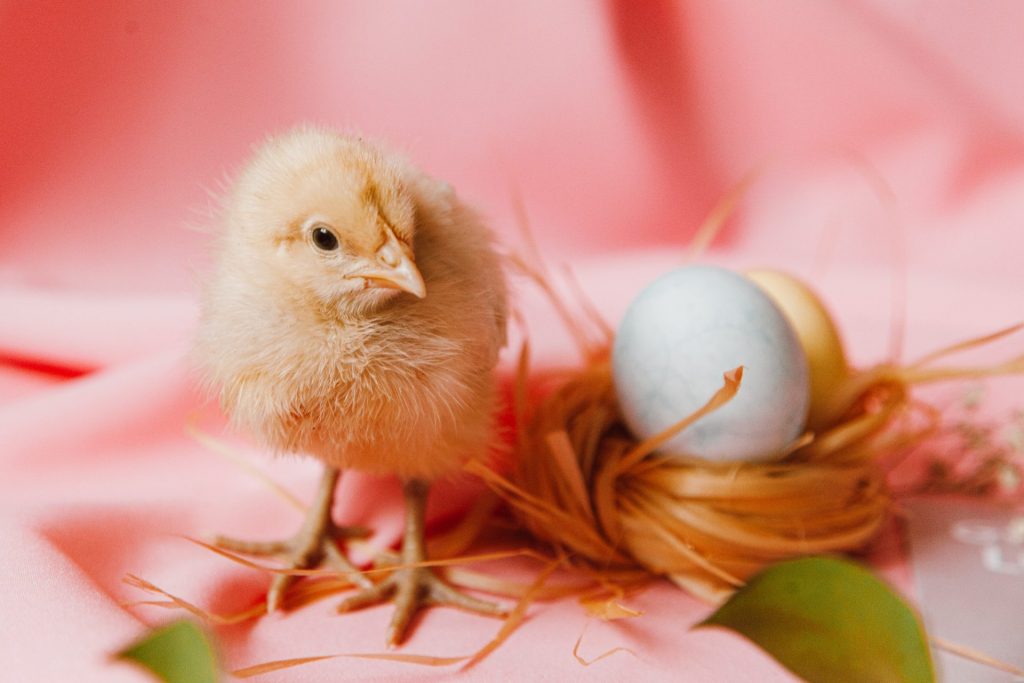 Mały kurczak stojący obok gniazda w którym jest jajko, w tle kolor różowy