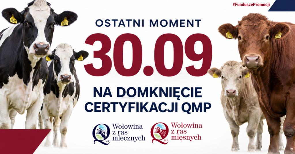 Na zdjęciu są cztery krowy na białym tle. Duży czerwony napis: „Ostatni moment 30.09 na domknięcie certyfikacji QMP”. Logo „Wołowina z ras mlecznych” i „mięsnych” na dole.